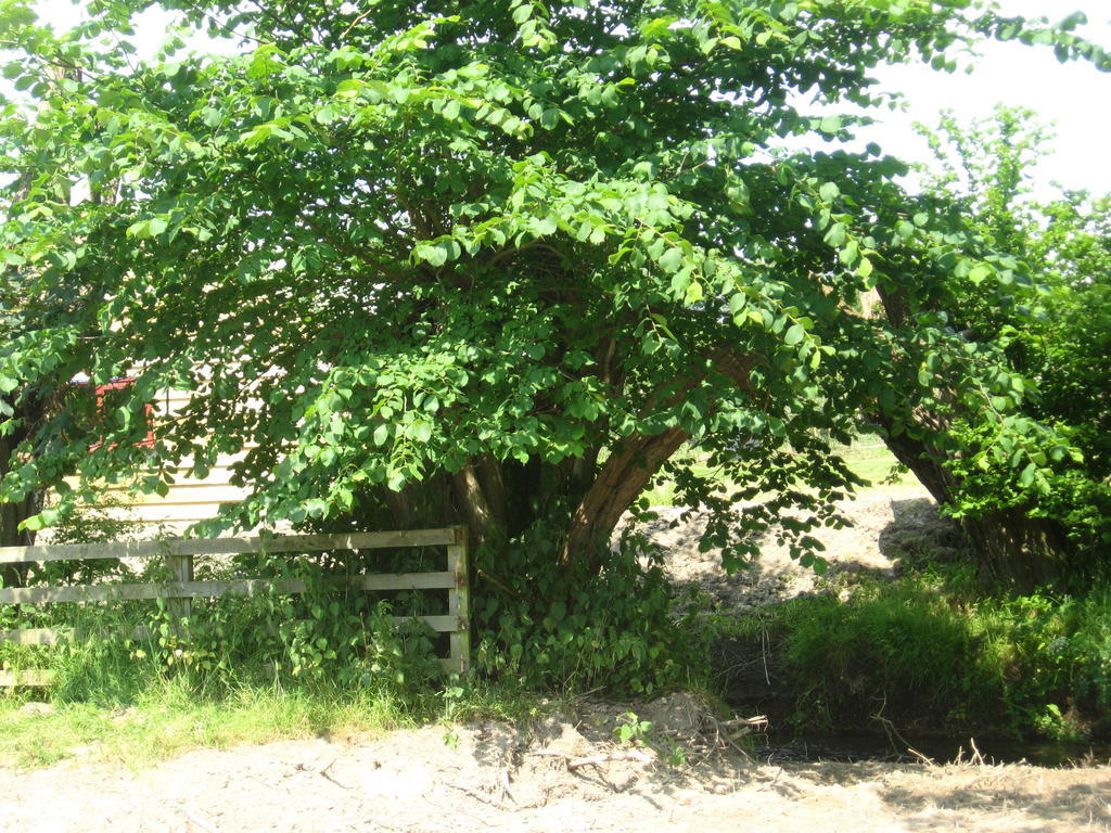 Walford Court Bed and Breakfast Leintwardine Exterior foto