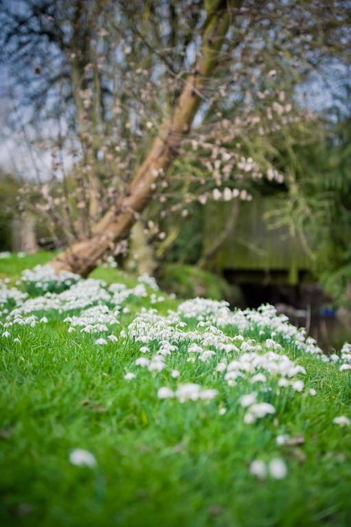 Walford Court Bed and Breakfast Leintwardine Exterior foto